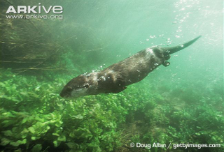 Illustration for article titled Monday Mustelid - Aonyx cinerea